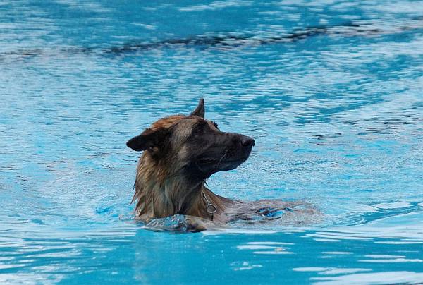 Hundeschwimmen 01