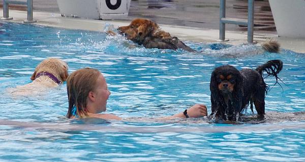Hundeschwimmen 02