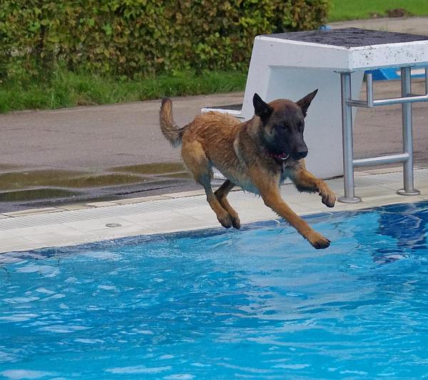 Hundeschwimmen 07