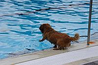 Hundeschwimmen Freibad Rheda front1