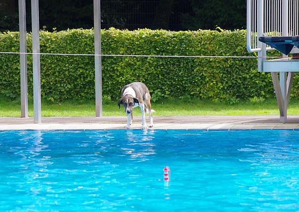 Hundeschwimmen 15