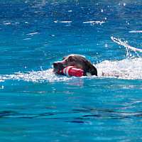 Hundeschwimmen-HundeschuleOWL-2016