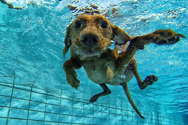 Hundeschwimmen Rheda 05